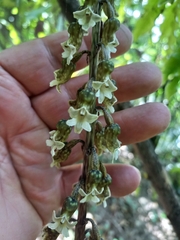 Gastrodia cunninghamii