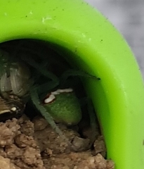 Araneus circulissparsus