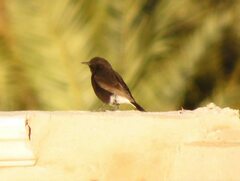 Oenanthe leucura