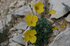Papaver alpinum