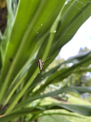 Gasteracantha fornicata