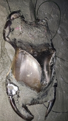 Beringraja binoculata