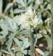 Antennaria