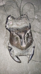 Beringraja binoculata
