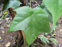 Aleurites moluccanus