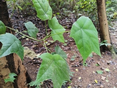 Aleurites moluccanus