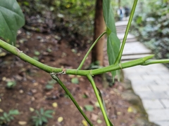 Aleurites moluccanus