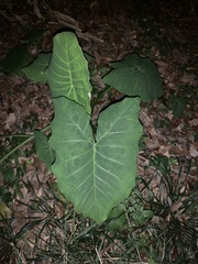Xanthosoma robustum
