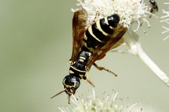 Myzinum quinquecinctum