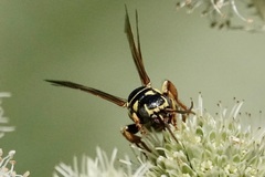 Myzinum quinquecinctum