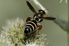 Myzinum quinquecinctum
