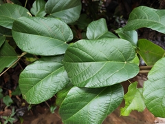 Byttneria grandifolia