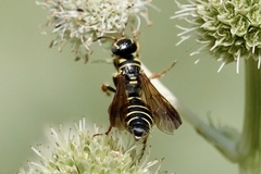 Myzinum quinquecinctum
