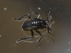 Microveliinae