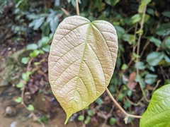 Byttneria grandifolia