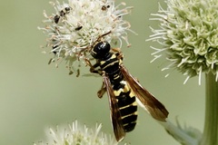 Myzinum quinquecinctum