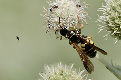 Myzinum quinquecinctum
