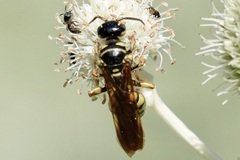 Myzinum quinquecinctum