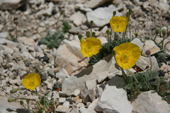 Papaver alpinum