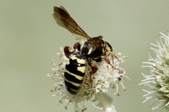Myzinum quinquecinctum