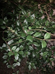 Elaeagnus pungens