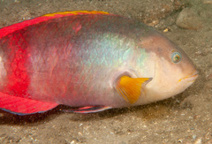 Notolabrus gymnogenis