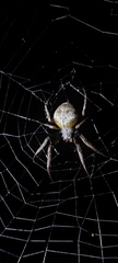 Eriophora ravilla
