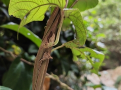 Byttneria grandifolia