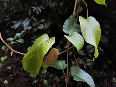 Byttneria grandifolia
