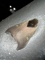 Hylesia nanus