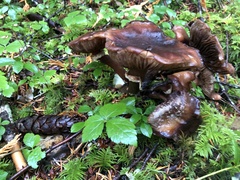 Gomphidius oregonensis