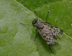 Rhagio punctipennis