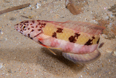 Eupetrichthys angustipes