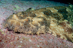 Orectolobus halei