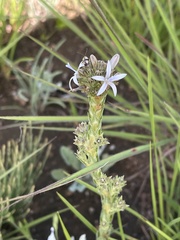 Wahlenbergia huttonii