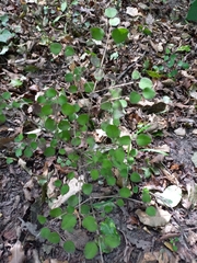 Coprosma rotundifolia