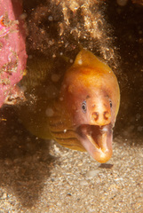 Gymnothorax prasinus