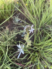 Wahlenbergia huttonii