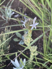 Wahlenbergia huttonii