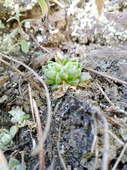 Sedum ebracteatum