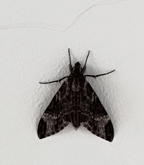 Psilogramma menephron