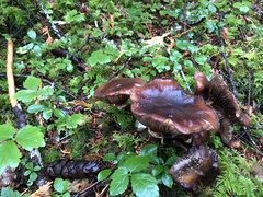 Gomphidius oregonensis