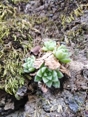 Sedum ebracteatum