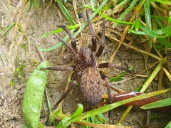 Uliodon