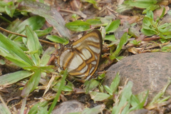 Metamorpha elissa