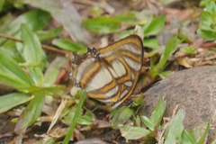 Metamorpha elissa