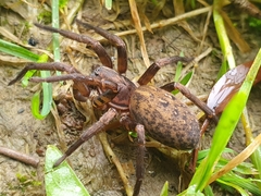 Uliodon