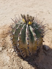 Ferocactus townsendianus
