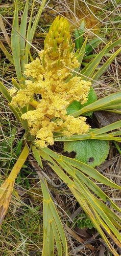 Fierce Spaniard (Aciphylla ferox)