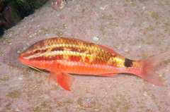 Parupeneus spilurus